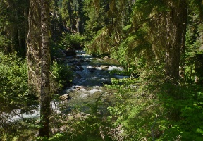 The river looked very inviting after a hike through the forest on a very warm day